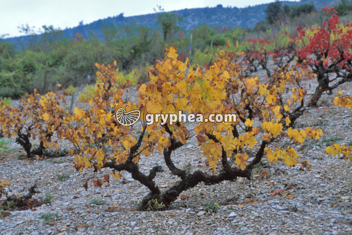 Vigne en automne (Vitis vinifera) - ceps - gryphea.org